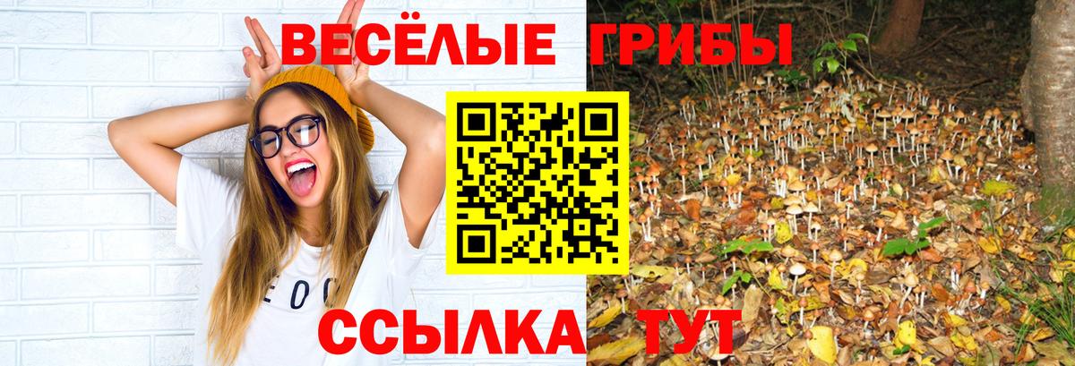 Псилоцибиновые грибы прущие грибы Сунжа
